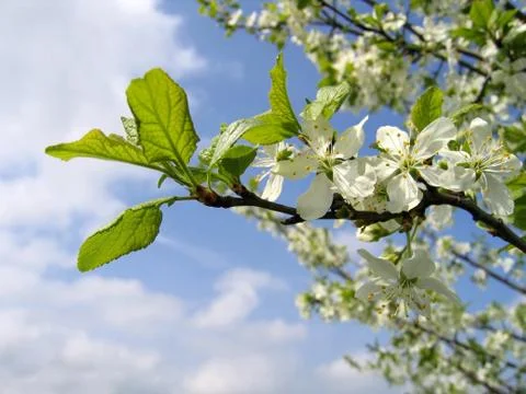 Branch of a blossoming tree Stock-Fotos