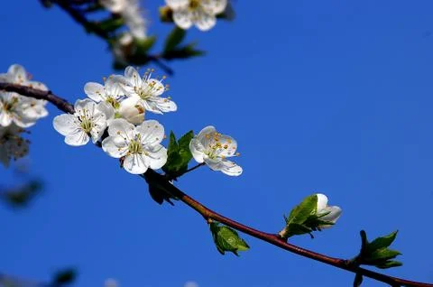 Branch of a blossoming tree  Stock Photos