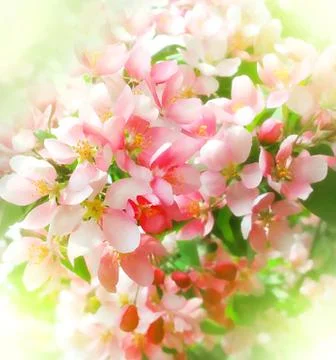 Branch of a blossoming tree Stock Photos