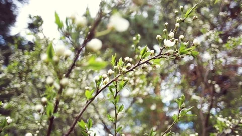 Branch blossoming tree in the spring. Stock Footage 89124413