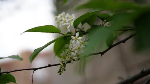 Branch of blossoming tree in the spring Stock Photos