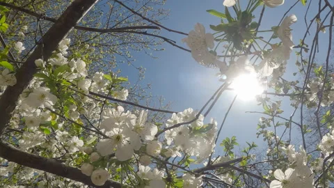 Branch of blossoms cherry tree, Prunus cerasus with white flowers in sun Stock Footage 335898072