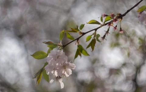 A branch of blossoms Stock Photos