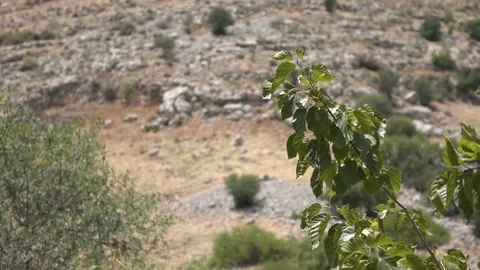 Branch Blowing Gently in Wind with Mountain Backdrop Видео 78212113