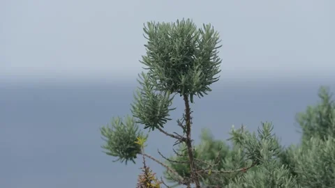 Branch blowing in the wind Stock Footage 295079908