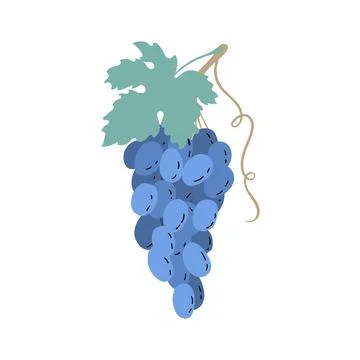 Branch blue grapes wine. Stock Illustration
