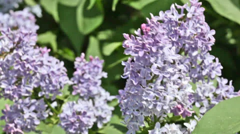 Branch of a blue lilac waves on a wind Video stock 23637292