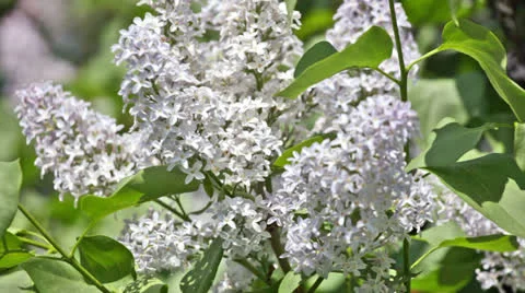Branch of a blue lilac waves on a wind Vidéo 23638389