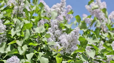 Branch of a blue lilac waves on a wind against the sky Video stock 23638591