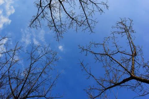 Branch with blue sky background Stock Photos