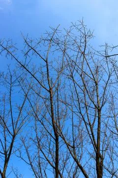 Branch with blue sky background Foto stock