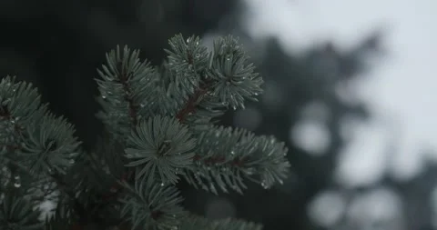 A branch of a blue spruce with droplets of melted snow or rain. raindrops Stock Footage 147747586
