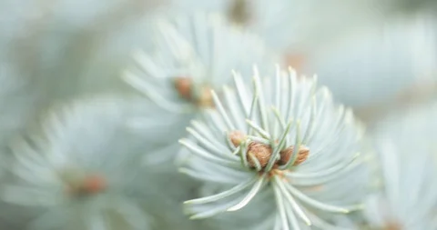 Branch blue spruce Stock-Footage 120170416