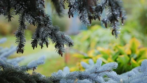 A branch of blue spruce Video stock 126320552
