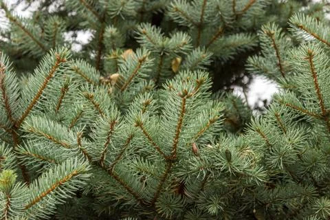Branch of blue spruce Stock Photos