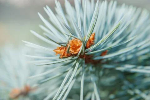 Branch of blue spruce Stock Photos