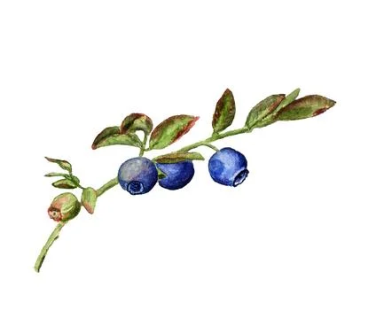 Branch of blueberry Stock Illustration
