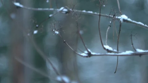 Branch, blurred background Stock Footage 122427579