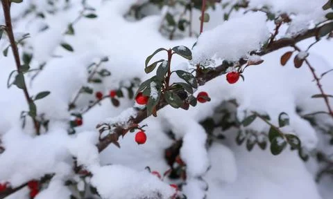 Branch with bright red berries under the snow Fotos de archivo