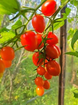 Branch with bright red cherry tomatoes close-up hanging Fotos de archivo