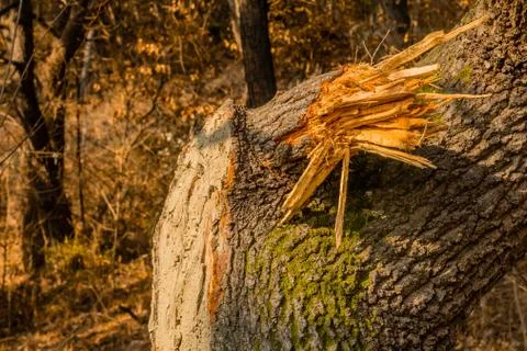 Branch broken off tree. Stock-Fotos
