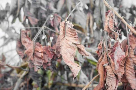 Branch with brown leafs,dry by sunlight Stock Photos