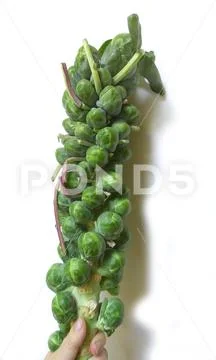 Branch of brussels sprouts Stock Photos