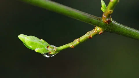 Branch with a bud on a leaf early in the spring, a drop hanging from the bud. Stock Footage 269216003