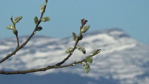 Branch with buds against a background of mountains, Ukrainian Carpathians 스톡 동영상 154111489
