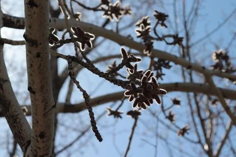 A branch with buds that indicate the onset of spring and warmth. Stock Photos