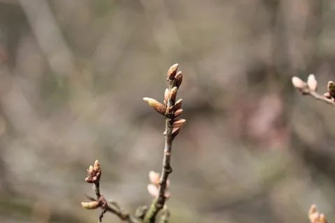 Branch with buds. Fotos Stock
