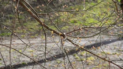 Branch with buds snow spring slow motion Stock Footage 103581203