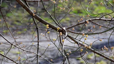 Branch with buds snow spring slow motion Stock Footage 103581340