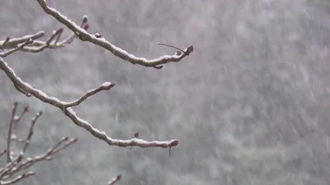 Branch with buds in snowfall Stock Footage 295665228
