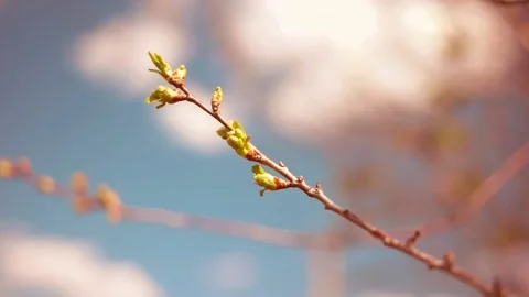 Branch with buds. Spring. Background. Stockbeeldmateriaal 162193510