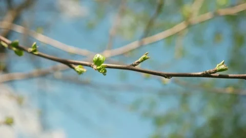 Branch with buds. Spring. Background. 스톡 동영상 162193697