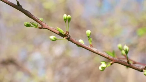 Branch with buds. Spring. Background. Stock Footage 162193861