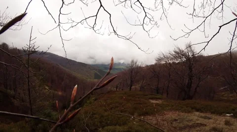 Branch With Buds Swaying in the Wind on Background of Forest in Front of Stock Footage 63960677