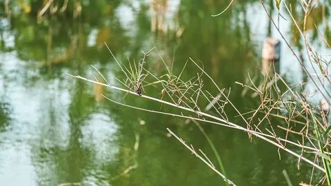 A branch with a bug on it is floating in a pond Stock Photos