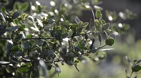 Branch bush Stock Footage 47967441