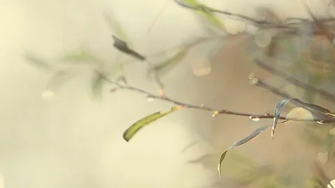 Branch of a bush Stock Footage 82741839