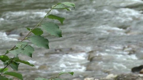 Branch of a bush on the mountain river Stock Footage 71127788