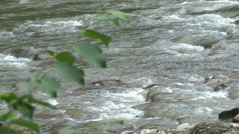 Branch bush by the river Stock Footage 71127972