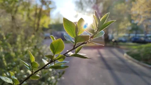 Branch of bush swaying in the wind. Rays of the evening sun Vidéo 194563594
