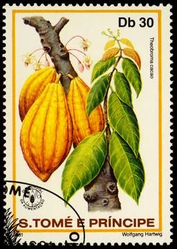 Branch of cacao tree Stock Photos