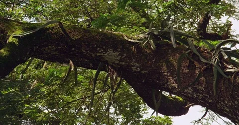 Branch with a cactus Stock Footage 82772222