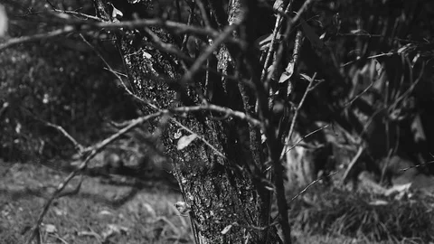 A branch camera move in HD. 動画素材 125430200