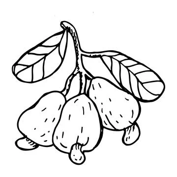 Branch of Cashew fruit composition isolated on white. Stock Illustration