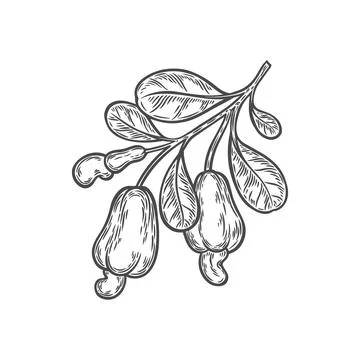 A branch of cashew nuts on a white background Stock Illustration