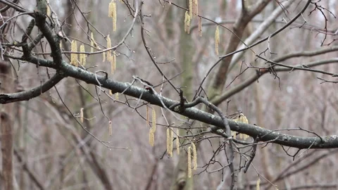 Branch with Catkins Amid Bare Trees in Early Spring Woodland Video stock 305826761
